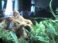 Tetra tank