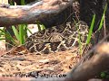 Eastern Diamondback Rattle Snake Eastern Diamondback Rattle Snake