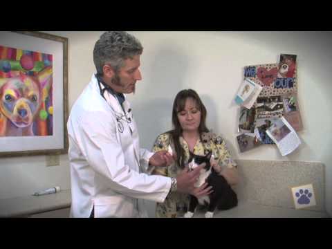 How To Medicate Your Cat’s or Dog’s Eyes