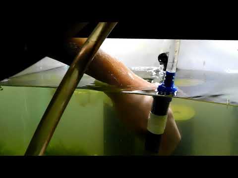 video-linktoworks-HOW TO CLEAN DIRTY FISH TANKS (ALGAE)