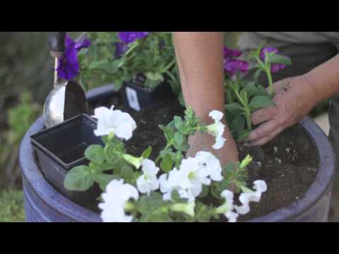 how to replant petunias