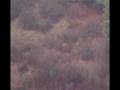 Long-Deer-Shot-950-y