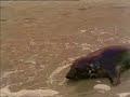 frienshipamistad-with-sail-foca.html