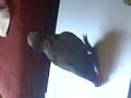 Afrcan Gray Parrot - Dancing To Sponge Bob Squre Pants Afrcan Gray Parrot - Dancing To Sponge Bob Squre Pants