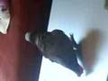 Afrcan Gray Parrot - Dancing To Sponge Bob Squre Pants