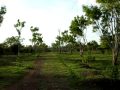 Botanical Garden, Karnatak University Dharwad