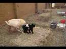 Sharon's Babies