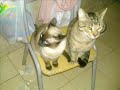 Mis Gatos 2 / My Cats 2 xD