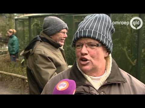 Twaalf zeldzame dwergapen gestolen