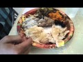 Drew's Thanksgiving Dinner 