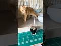 アイスコーヒーが怖い ルル　2026 8月29日　#子猫 #cat