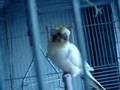videos de Yuba1