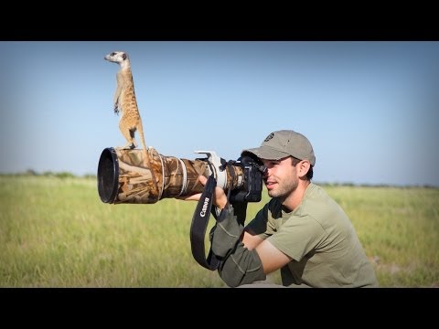 Cute Meerkats Use Photographer As A Lookout Post
