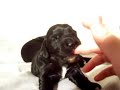 Billy Bob 2 weeks Billy Bob 2 weeks