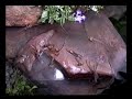 Team Mudskipper vs The Flying Ants