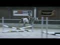 Eerste springles met Shafai Eerste springles met Shafai