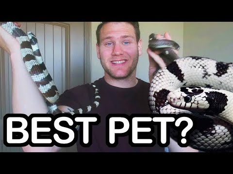 YouTube reptile video