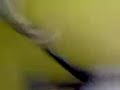 Correlo q va en chancletas