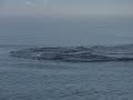 Whale,watching,in