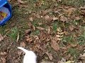 Die schnellste Maus von Mexiko *g* Die schnellste Maus von Mexiko *g*