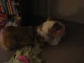 Emma a fluffy corgi with Christmas toy