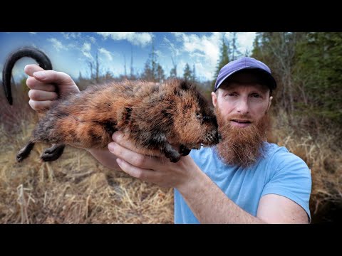 Catch, Cook, Eat Giant Water Rat with DIY Trap (ASMR Silent!)