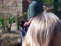 Tiger Diamond feed time