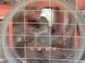 videos de La trebbiatura del grano a Groppo di Albareto