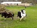 Letting the ponies out to play 08