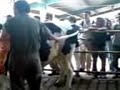 Inseminacion artificial