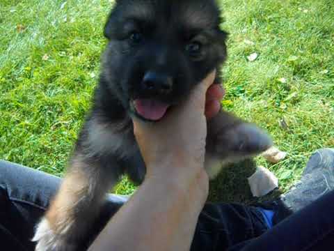 Hondo at 5 weeks of age