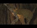 Leopard in tree Kruger Park