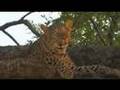 Leopard in tree Kruger Park 