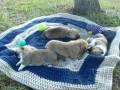 Corgi Puppies