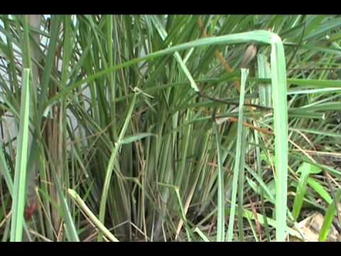 how to replant lemongrass