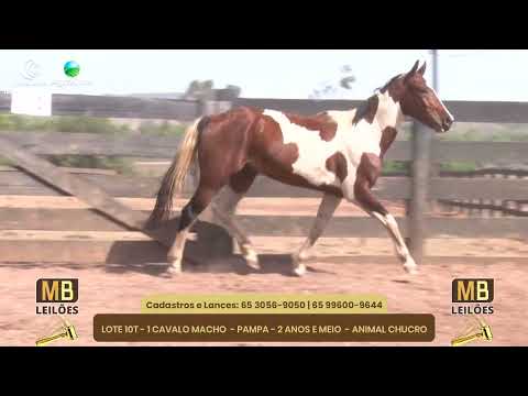 519 LEILO VIRTUAL MB LEILES