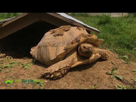 YouTube reptile video