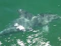 Dolphins in South Africa