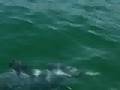 Dolphins in South Africa