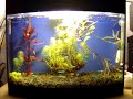 Aquario mini plantado 