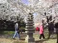 CHERRY BLOSSOMS /WASHINGTON, D.C. CHERRY BLOSSOMS /WASHINGTON, D.C.