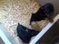 www.dogcenter.gr