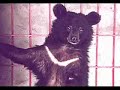 Moon Bears