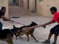 صور كلاب عبدالله الصانع