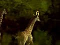 ABZebra  www ab zebra com