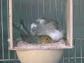 Kanarienvögel beim Kuscheln? Kanarienvögel beim Kuscheln?