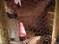 Hatchery & Chickens