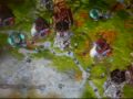 the settlers 2 original + the next generation are strategical fantastic. it's a game who takes some time, but no wasted time. i say just: build - produce - conquer music: the settlers 2 the next generation rome 1, rome 4, vikings 2 all rights reserved to ubisoft
