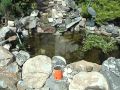 Small Koi Pond.MOV