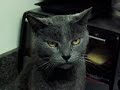 Cat Health Month Cat Health Month